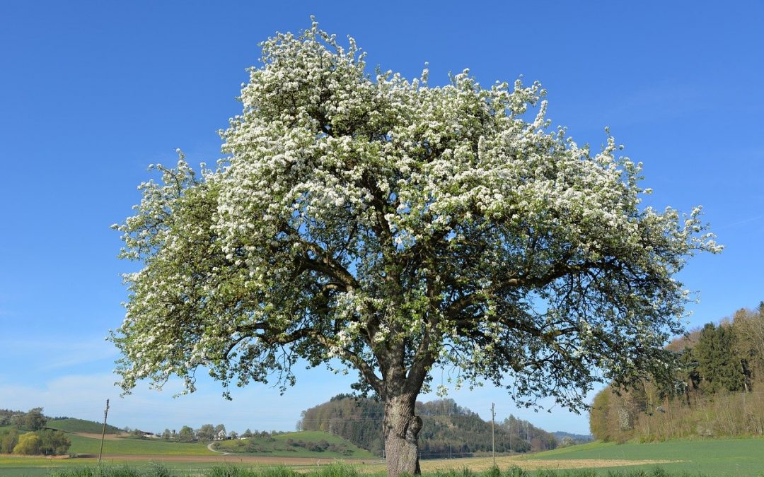 Top Obstbaumschnitt-Arbeiten von Experten in Schleswig-Flensburg